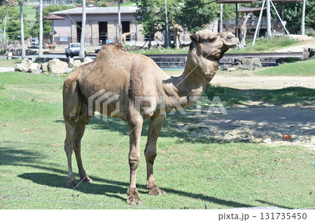 横を向くヒトコブラクダ 横を向くヒトコブラクダ 131735450