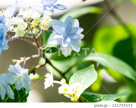 梅雨時の美しい景色　清楚で可憐なヤマアジサイ 131735553