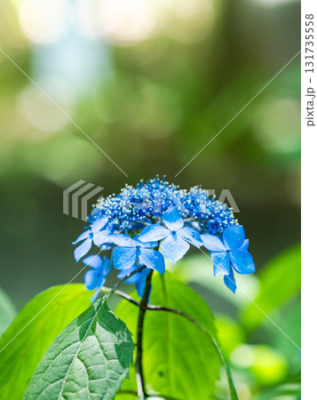 梅雨時の美しい景色　清楚で可憐なヤマアジサイ 131735558
