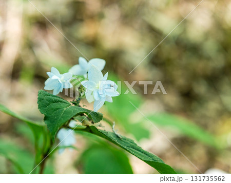 梅雨時の美しい景色　清楚で可憐なヤマアジサイ 131735562