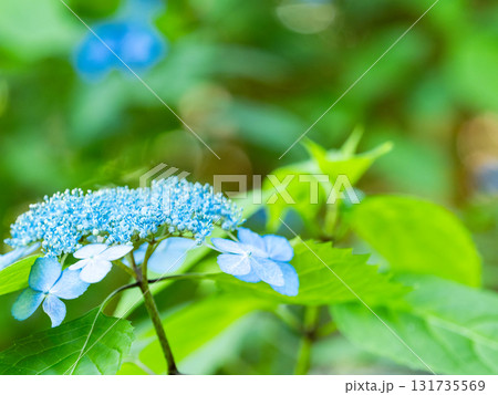 梅雨時の美しい景色　清楚で可憐なヤマアジサイ 131735569