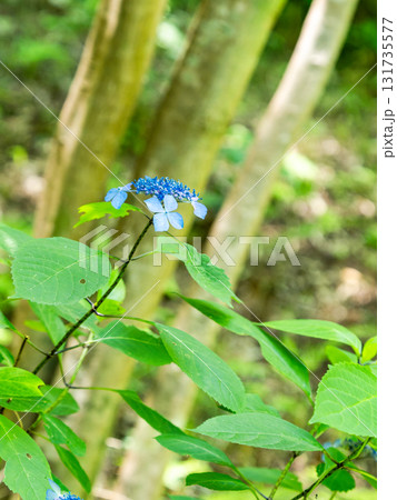 梅雨時の美しい景色　清楚で可憐なヤマアジサイ 131735577