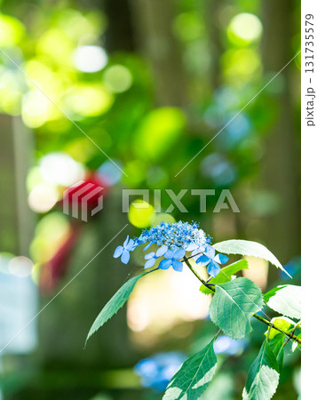 梅雨時の美しい景色　清楚で可憐なヤマアジサイ 131735579