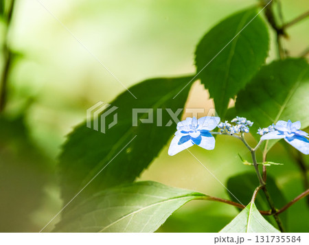 梅雨時の美しい景色 清楚で可憐なヤマアジサイ 梅雨時の美しい景色 清楚で可憐なヤマアジサイ 131735584