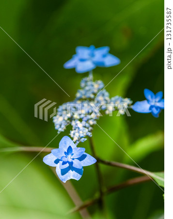 梅雨時の美しい景色　清楚で可憐なヤマアジサイ 131735587
