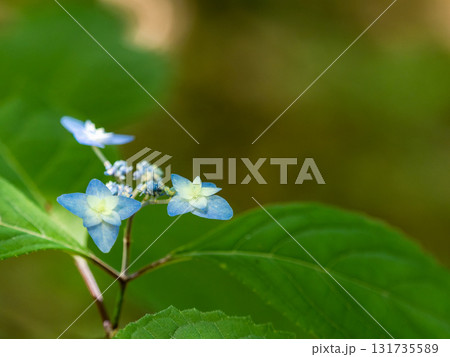 梅雨時の美しい景色 清楚で可憐なヤマアジサイ 梅雨時の美しい景色 清楚で可憐なヤマアジサイ 131735589