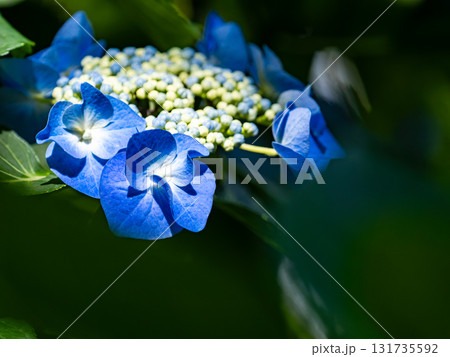 梅雨時の美しい景色　清楚で可憐なヤマアジサイ 131735592