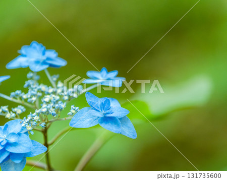 梅雨時の美しい景色 清楚で可憐なヤマアジサイ 梅雨時の美しい景色 清楚で可憐なヤマアジサイ 131735600