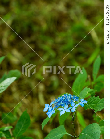 梅雨時の美しい景色 清楚で可憐なヤマアジサイ 梅雨時の美しい景色 清楚で可憐なヤマアジサイ 131735605