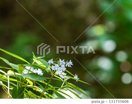 梅雨時の美しい景色 清楚で可憐なヤマアジサイ 梅雨時の美しい景色 清楚で可憐なヤマアジサイ 131735606