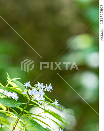 梅雨時の美しい景色　清楚で可憐なヤマアジサイ 131735607
