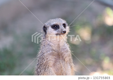 見つめるミーアキャット 131735803