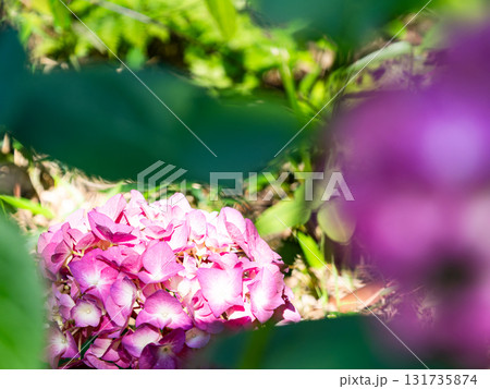 梅雨を彩る景色　カラフルで美しいアジサイ 131735874
