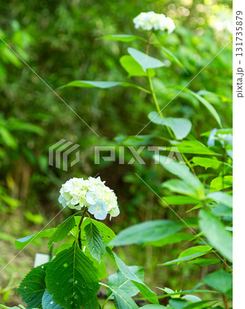 梅雨を彩る景色　カラフルで美しいアジサイ 131735879