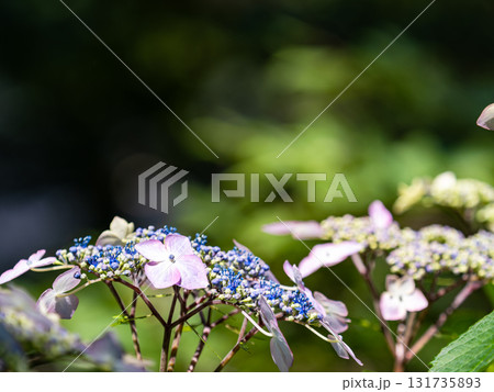 梅雨を彩る景色　カラフルで美しいアジサイ 131735893