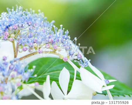 梅雨時期の景色　美しいアジサイ 131735926