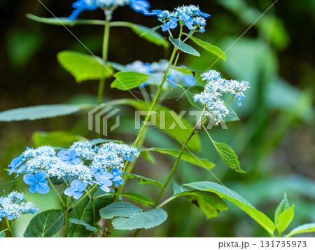 梅雨時の美しい景色 清楚で可憐なヤマアジサイ 梅雨時の美しい景色 清楚で可憐なヤマアジサイ 131735973