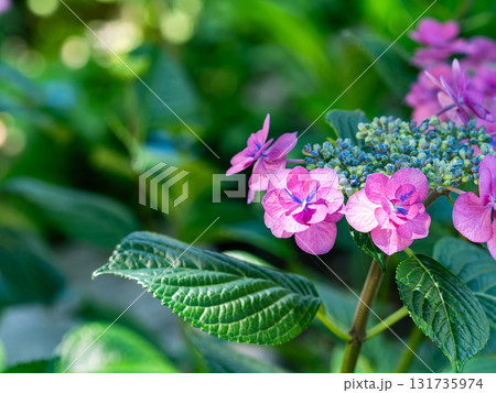 梅雨時の美しい景色 清楚で可憐なヤマアジサイ 梅雨時の美しい景色 清楚で可憐なヤマアジサイ 131735974