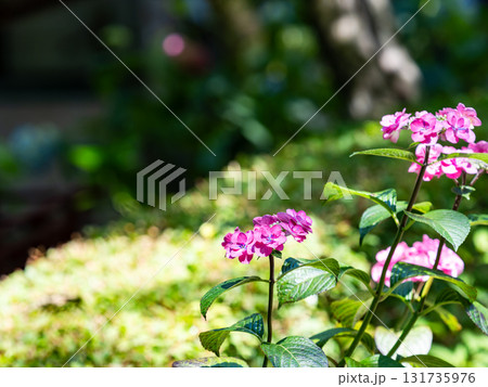 梅雨時の美しい景色　清楚で可憐なヤマアジサイ 131735976