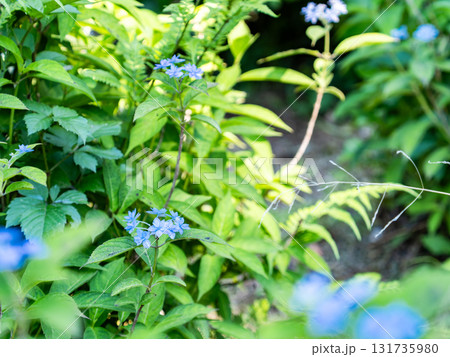 梅雨時の美しい景色 清楚で可憐なヤマアジサイ 梅雨時の美しい景色 清楚で可憐なヤマアジサイ 131735980