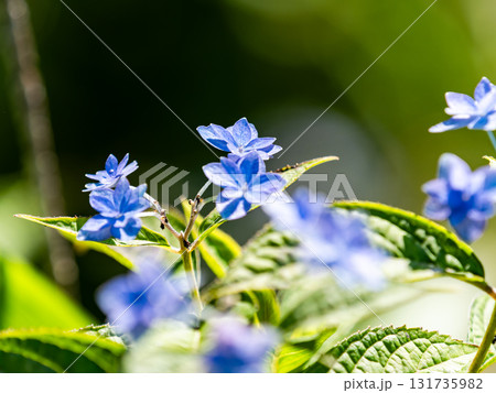梅雨時の美しい景色　清楚で可憐なヤマアジサイ 131735982