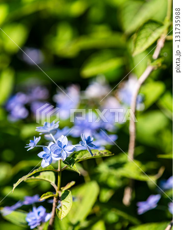 梅雨時の美しい景色 清楚で可憐なヤマアジサイ 梅雨時の美しい景色 清楚で可憐なヤマアジサイ 131735988