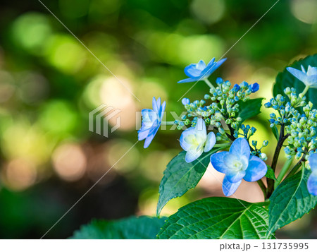 梅雨時の美しい景色　清楚で可憐なヤマアジサイ 131735995