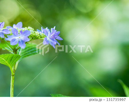 梅雨時の美しい景色　清楚で可憐なヤマアジサイ 131735997