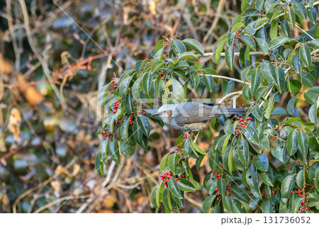 冬の森景色 赤い実の木にとまるヒヨドリ 冬の森景色 赤い実の木にとまるヒヨドリ 131736052