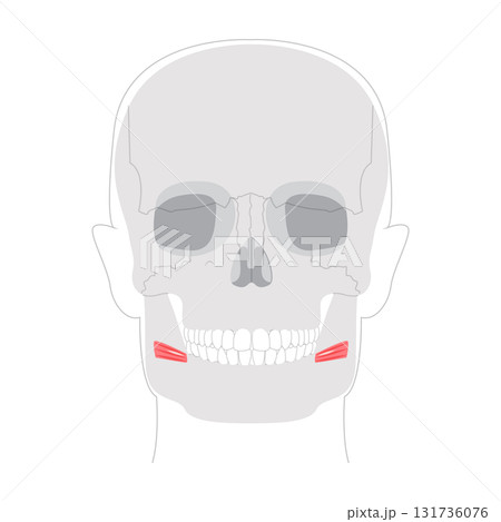 Risorius - Human mouth muscle shown in anatomy illustration that retracts the angle of the mouth for expressions Risorius - Human mouth muscle shown in anatomy illustration that retracts the angle of the mouth for expressions 131736076