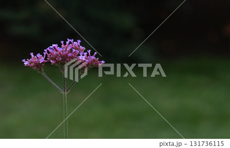 Purple wildflower blooming with green blurred background and copy space Purple wildflower blooming with green blurred background and copy space 131736115