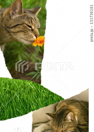 Postcard of Tabby cat smelling flower outdoors with another cat resting on couch 131736181