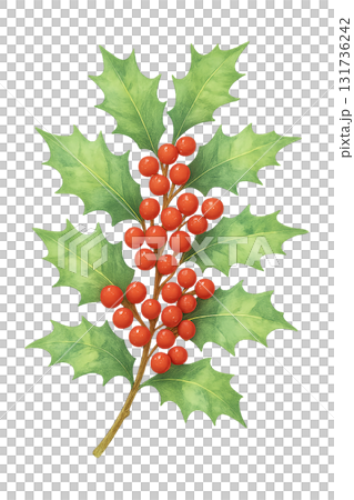 Holly and red berries watercolor illustration (cutout) Holly and red berries watercolor illustration (cutout) 131736242