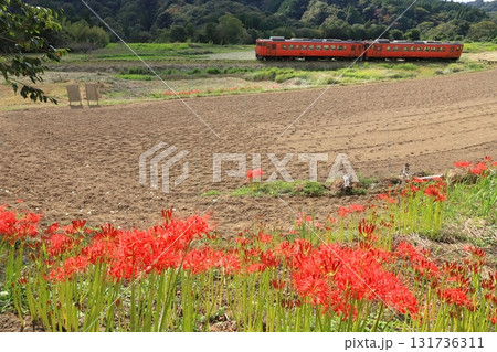 小湊鐵道「畑の周りに咲く彼岸花と列車キハ40」 小湊鐵道「畑の周りに咲く彼岸花と列車キハ40」 131736311