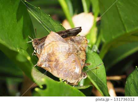 越冬中のムラサキツバメ(4頭) 越冬中のムラサキツバメ(4頭) 131736312