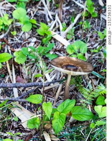 森の中の小さなキノコ 森の中の小さなキノコ 131736331