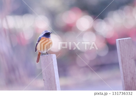 杭に止まるジョウビタキ 杭に止まるジョウビタキ 131736332