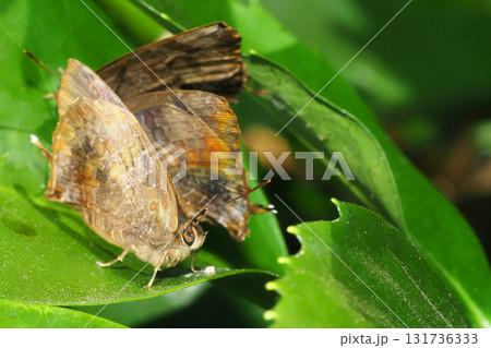 越冬中のムラサキツバメ（4頭） 131736333