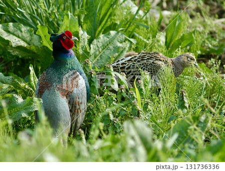 のんびり寛ぐ。キジのカップル。 131736336