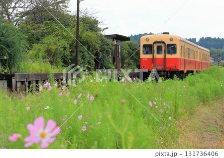 小湊鐵道「コスモスの花咲く上総川間駅風景」 小湊鐵道「コスモスの花咲く上総川間駅風景」 131736406