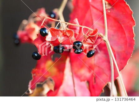 トキリマメの実ニシキギ紅葉 トキリマメの実ニシキギ紅葉 131736464