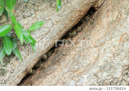 日本ミツバチ 131736824