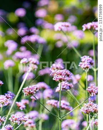 夏の終わりの花壇の景色　紫色の満開のバーベナ 131736999