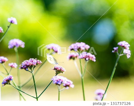 夏の終わりの花壇の景色　バーベナの小さな花の蜜を吸うモンシロチョウ 131737126