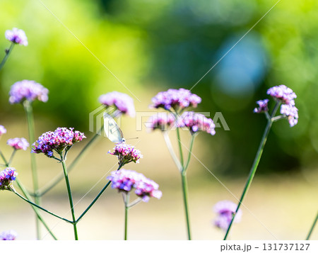 夏の終わりの花壇の景色 バーベナの小さな花の蜜を吸うモンシロチョウ 夏の終わりの花壇の景色 バーベナの小さな花の蜜を吸うモンシロチョウ 131737127