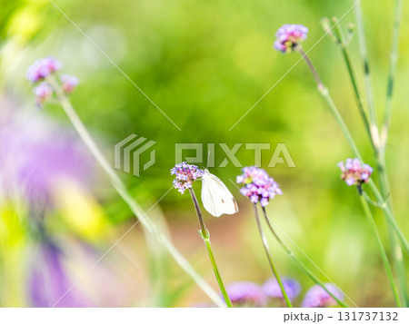 夏の終わりの花壇の景色 バーベナの小さな花の蜜を吸うモンシロチョウ 夏の終わりの花壇の景色 バーベナの小さな花の蜜を吸うモンシロチョウ 131737132