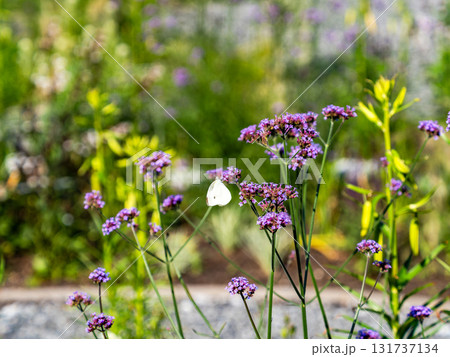 夏の終わりの花壇の景色 バーベナの小さな花の蜜を吸うモンシロチョウ 夏の終わりの花壇の景色 バーベナの小さな花の蜜を吸うモンシロチョウ 131737134