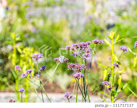 夏の終わりの花壇の景色　バーベナの小さな花の蜜を吸うモンシロチョウ 131737137