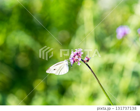 夏の終わりの花壇の景色 バーベナの小さな花の蜜を吸うモンシロチョウ 夏の終わりの花壇の景色 バーベナの小さな花の蜜を吸うモンシロチョウ 131737138