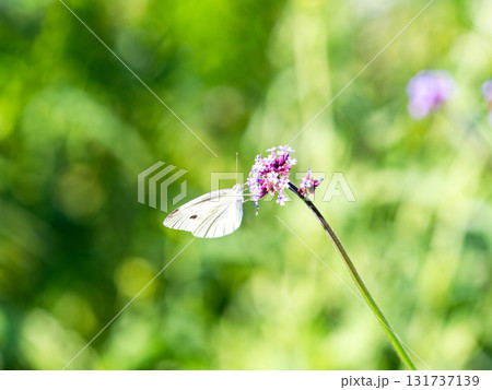 夏の終わりの花壇の景色　バーベナの小さな花の蜜を吸うモンシロチョウ 131737139